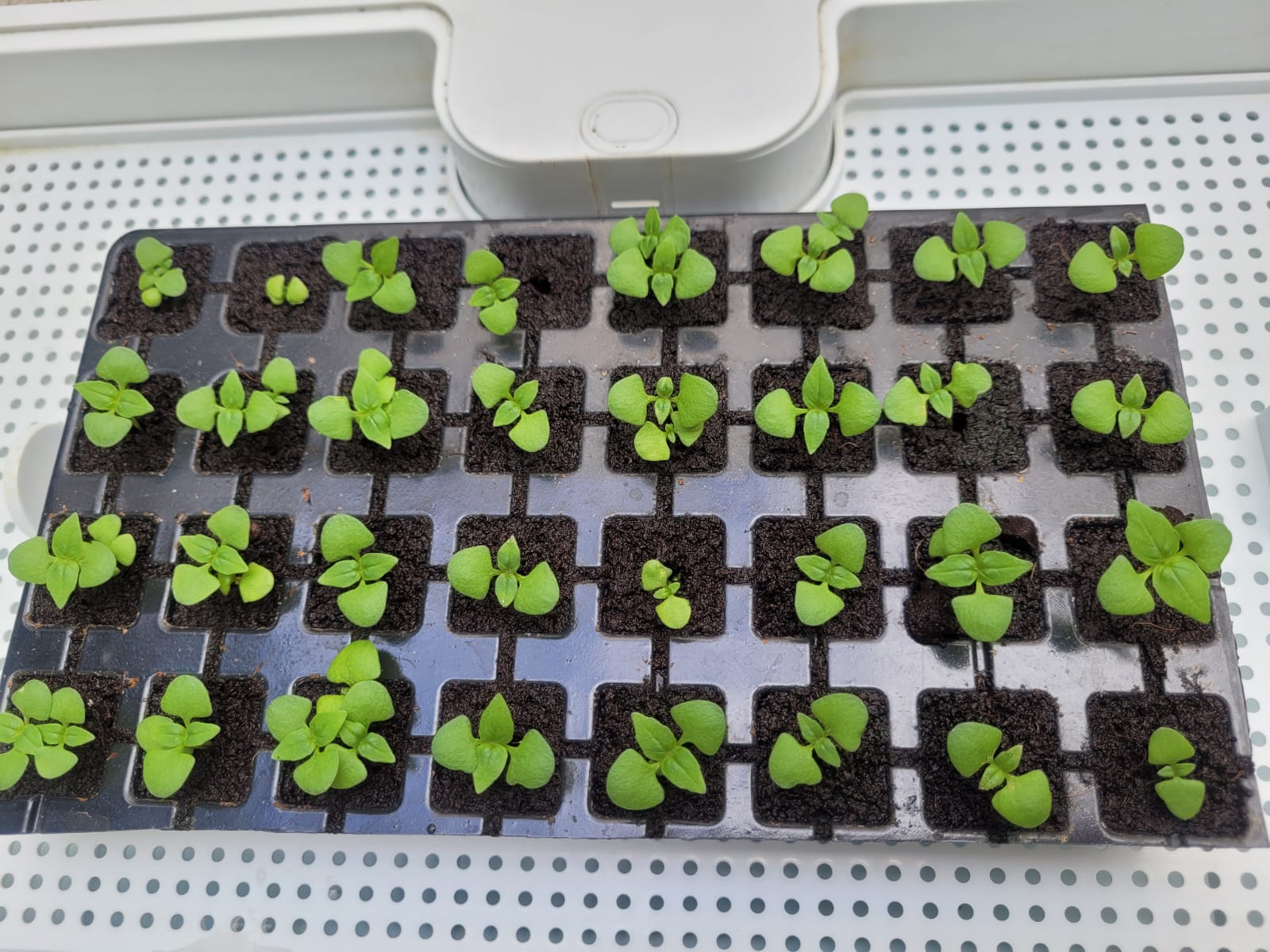 Ready to go Seedling Production