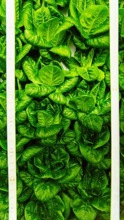 Vertical Bibb Lettuce